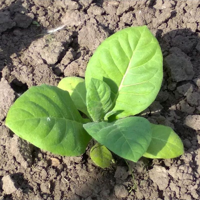 Tobacco seeds - American 63 - 300