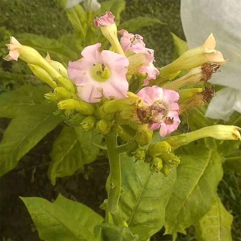 Tobacco seeds - American 63 - 300