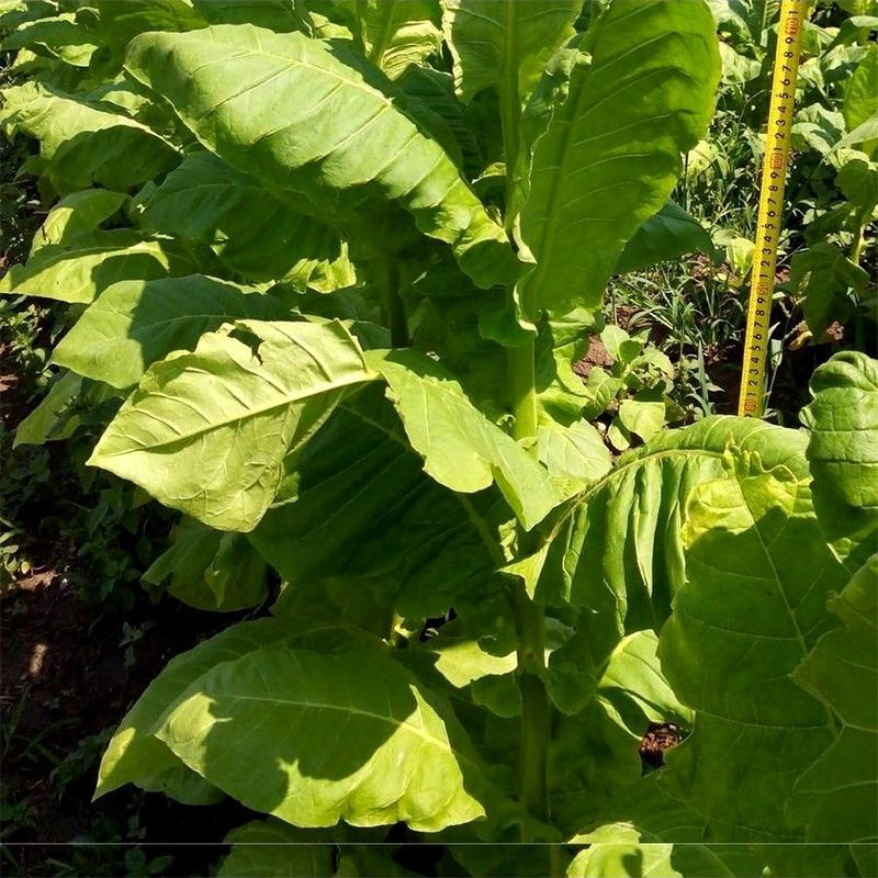 Tobacco seeds - American 63 - 300