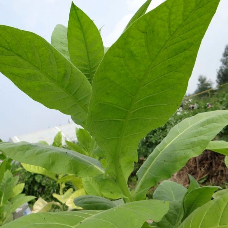 Tobacco seeds - American 63 - 300