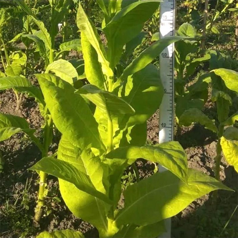 Tobacco seeds - American 63 - 300