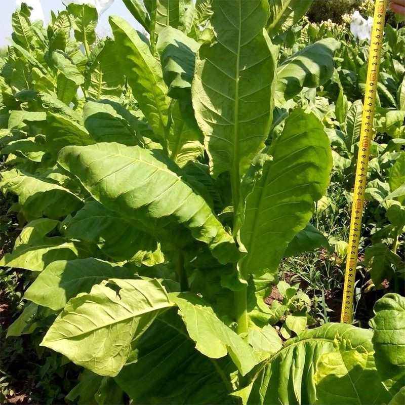 Tobacco seeds - American 63 - 100