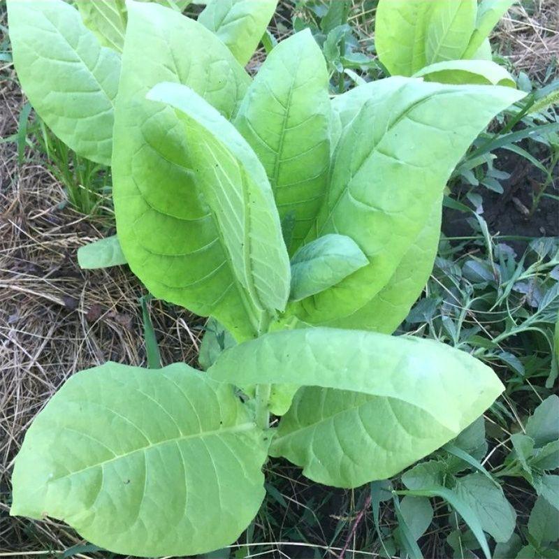 Tobacco seeds - American 63 - 300