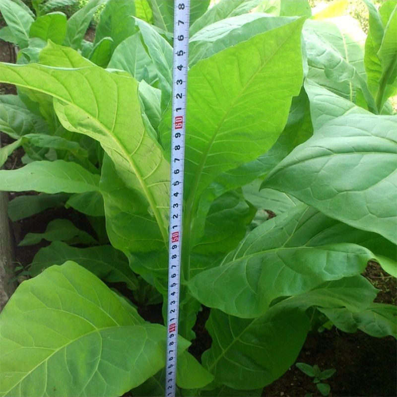 Tobacco seeds American 26 - 100