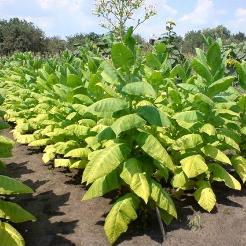 Tobacco seeds American 26 - 100