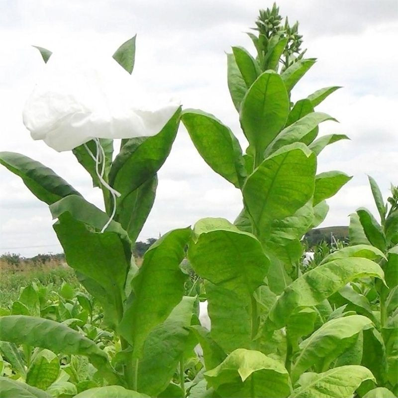 Tobacco seeds American 26 - 100