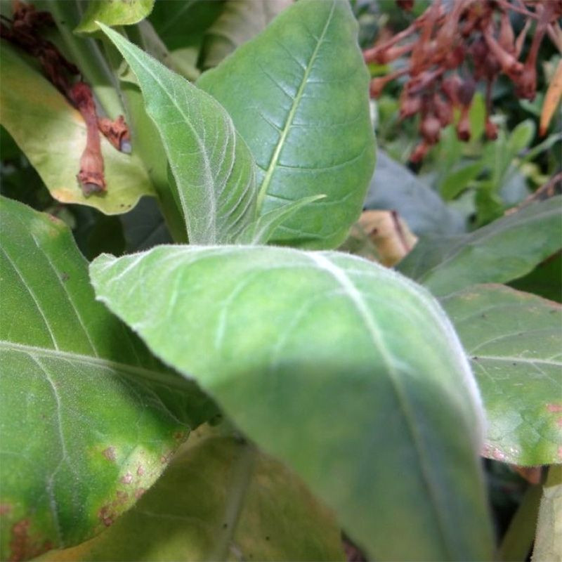 Tobacco seeds American 26 - 100