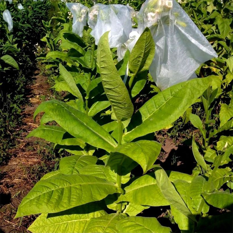 Tobacco seeds American 26 - 100