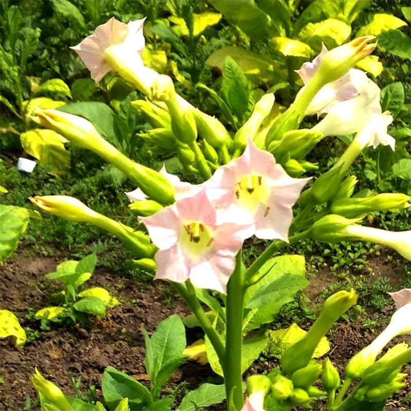 Tobacco seeds American 26 - 100