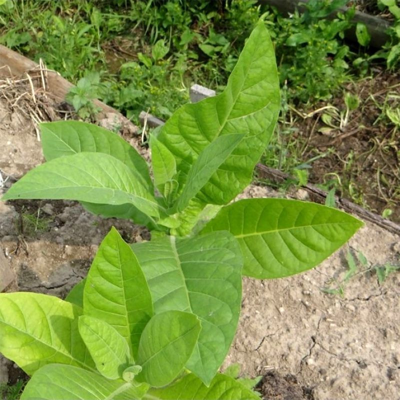 Tobacco seeds American 26 - 100
