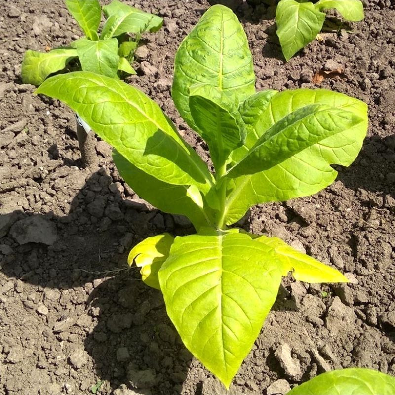 Tobacco seeds American 26 - 100