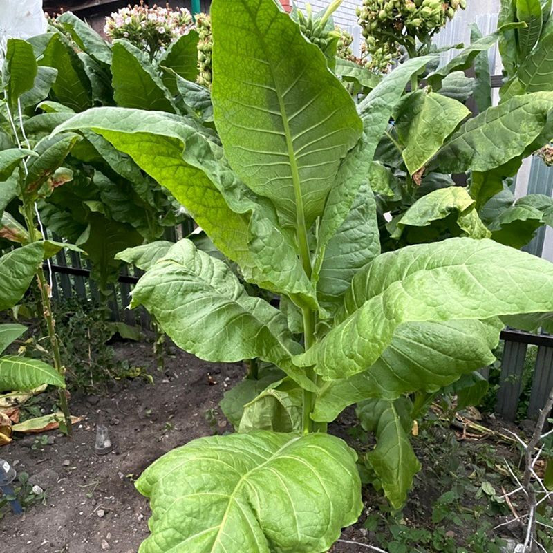 Tobacco seeds American 26 - 100