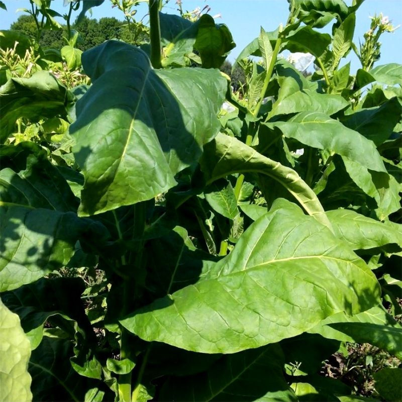 Tobacco seeds - Virginia 27 - 50