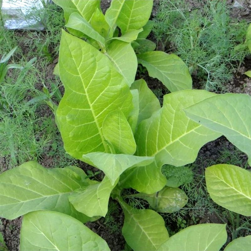Tobacco seeds - Virginia 27 - 50