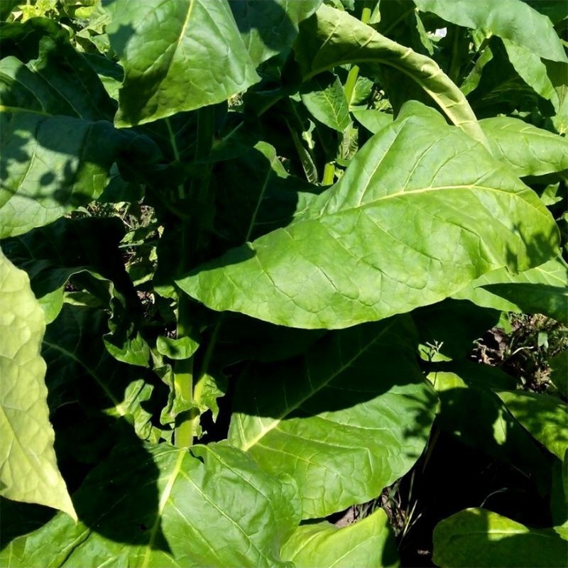 Tobacco seeds - Virginia 27 - 50