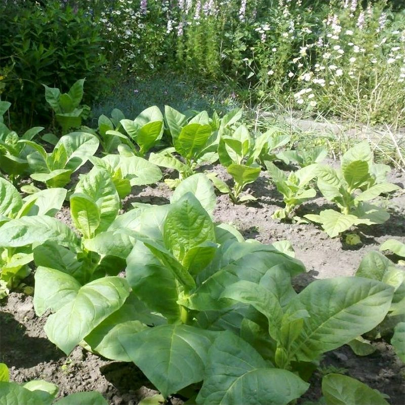 Tobacco seeds - Virginia 27 - 50