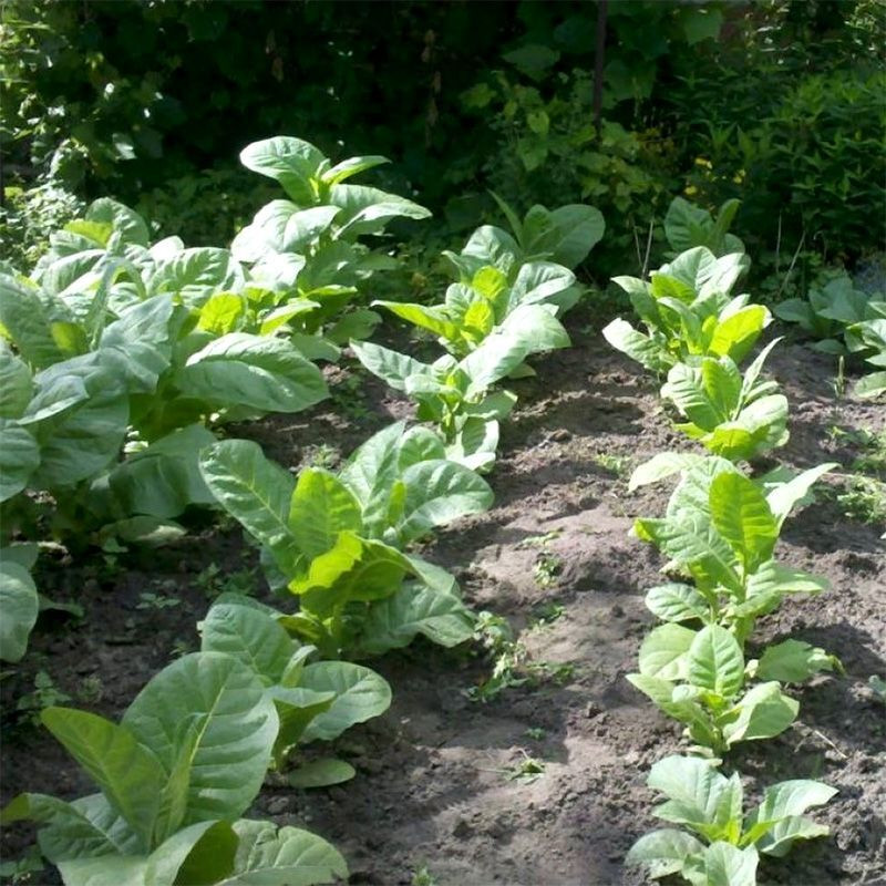 Tobacco seeds - Virginia 27 - 50