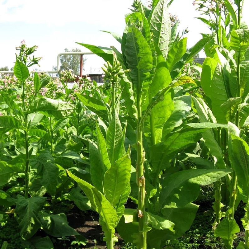 Tobacco seeds - Virginia 27 - 50