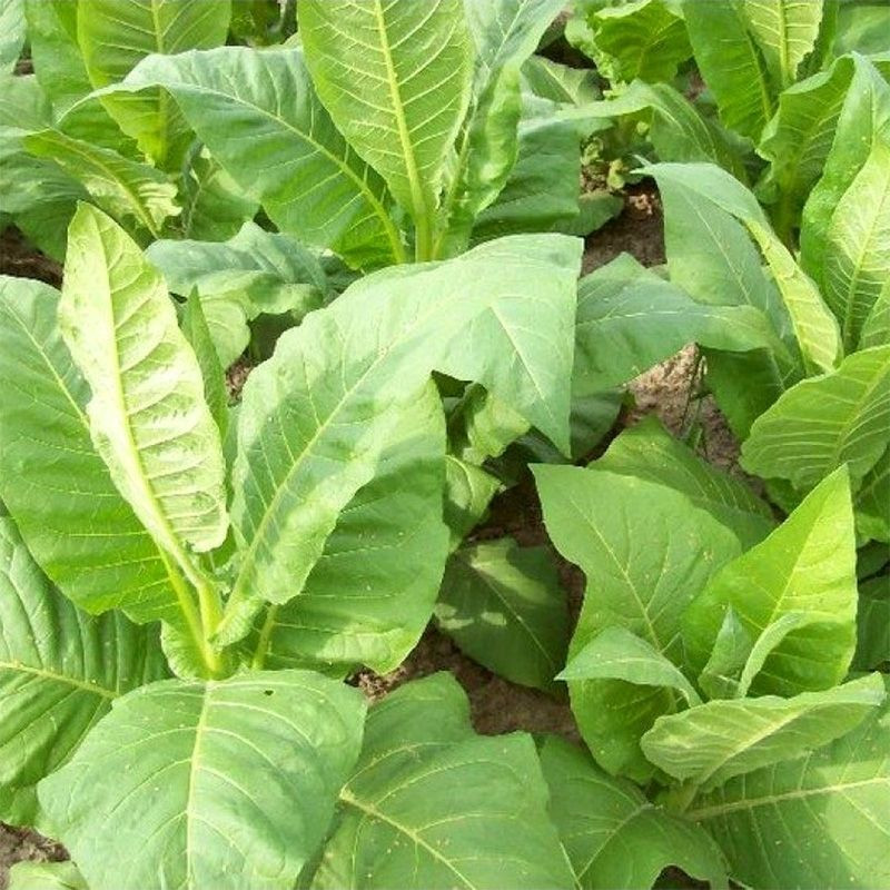 Tobacco seeds - Virginia 27 - 50