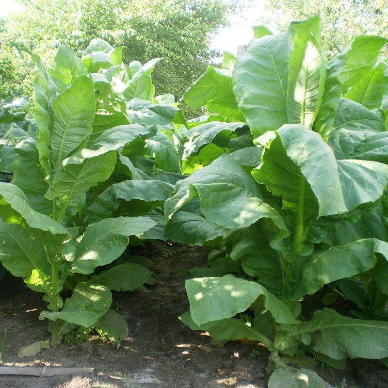 Tobacco seeds - Virginia 27 - 50