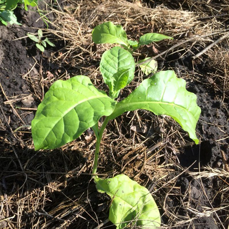 Tobacco seeds - Virginia 27 - 50
