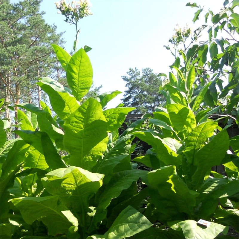 Tobacco seeds Burley Badisher - 100