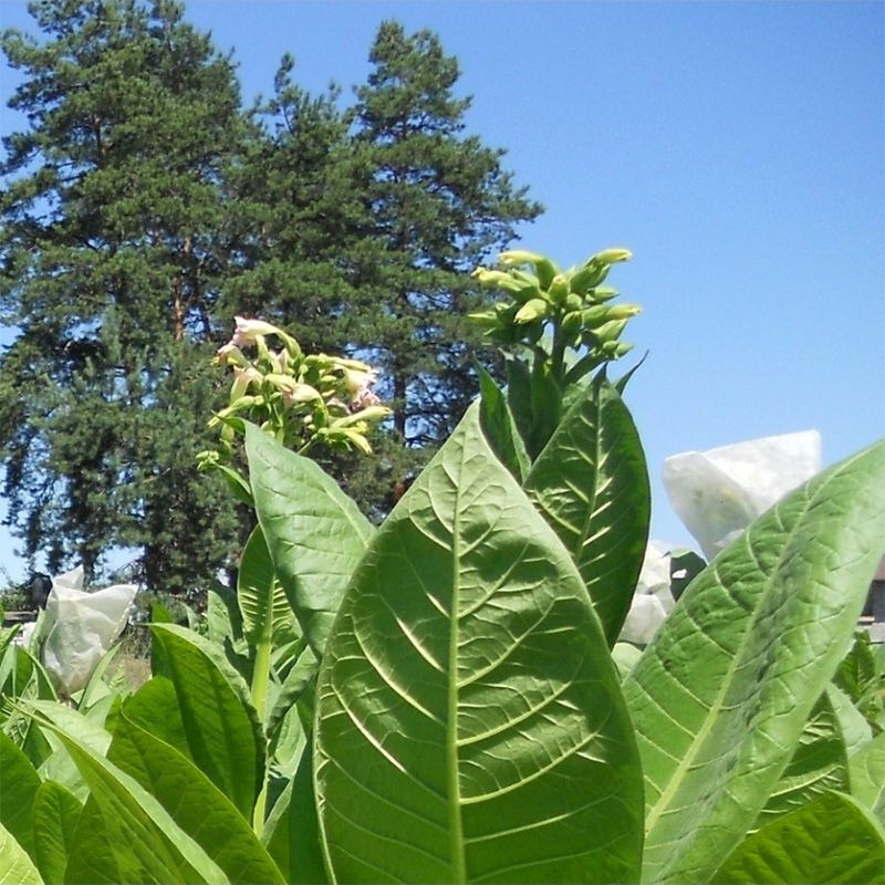 Tobacco seeds - Virginia Shirey - 50