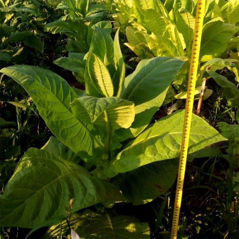Tobacco seeds - Virginia Shirey - 50