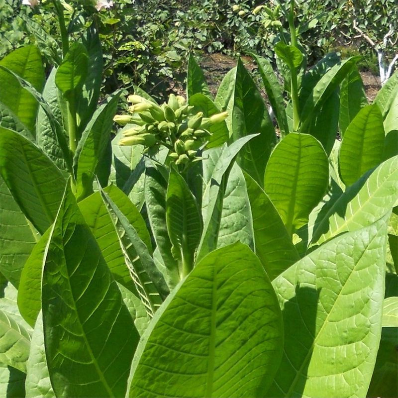 Tobacco seeds - Virginia Shirey - 100