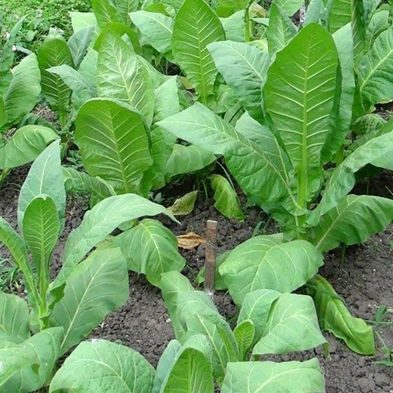 Tobacco seeds - Virginia Shirey - 50