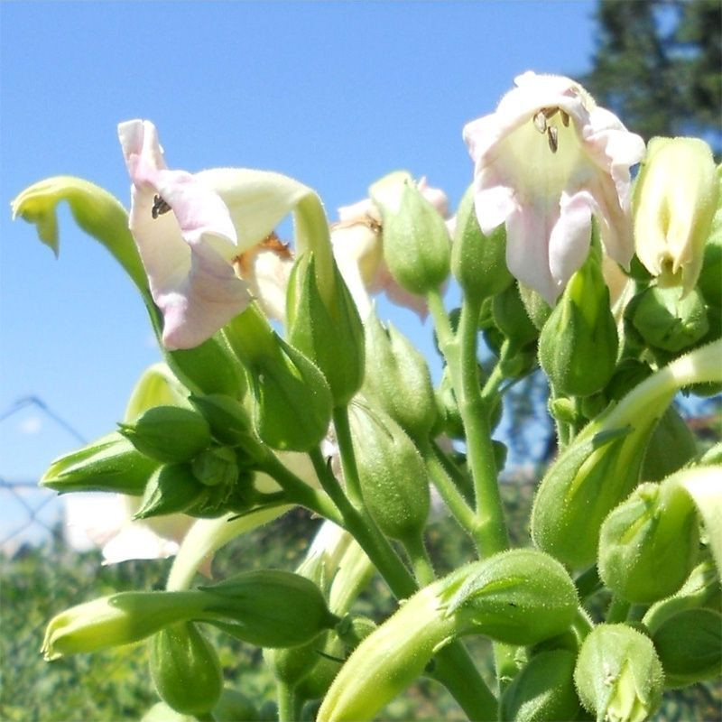 Tobacco seeds - Virginia Shirey - 50