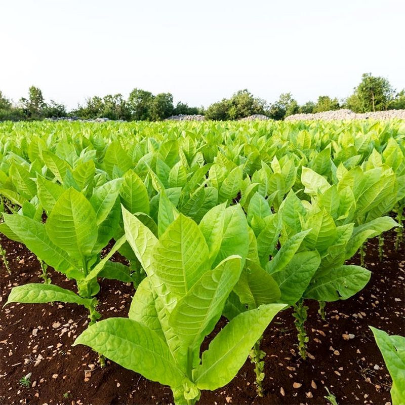 Tobacco seeds - Virginia Shirey - 50