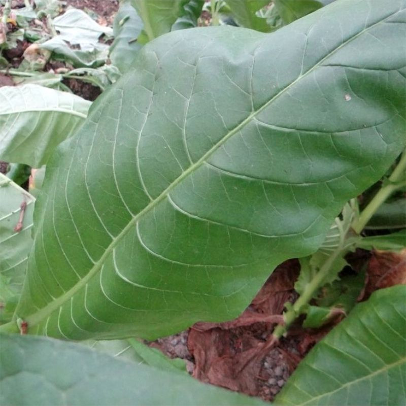 Tobacco seeds - Virginia Shirey - 50