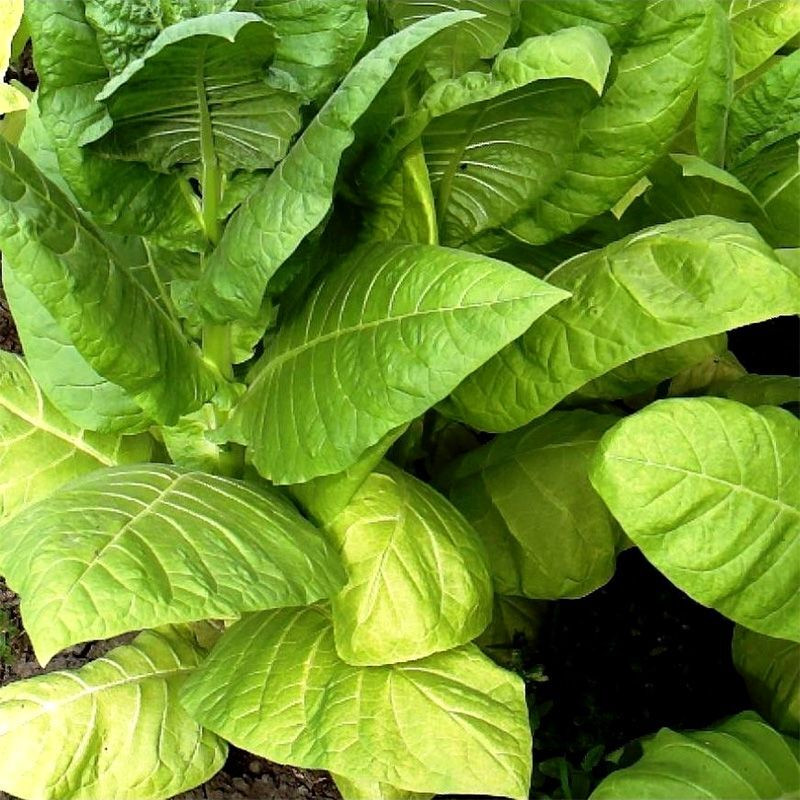 Tobacco seeds - Virginia Shirey - 50