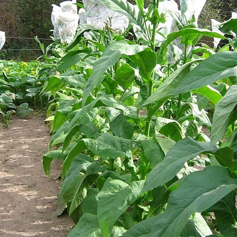 Tobacco seeds - Small Stalk Black Mammoth - 300