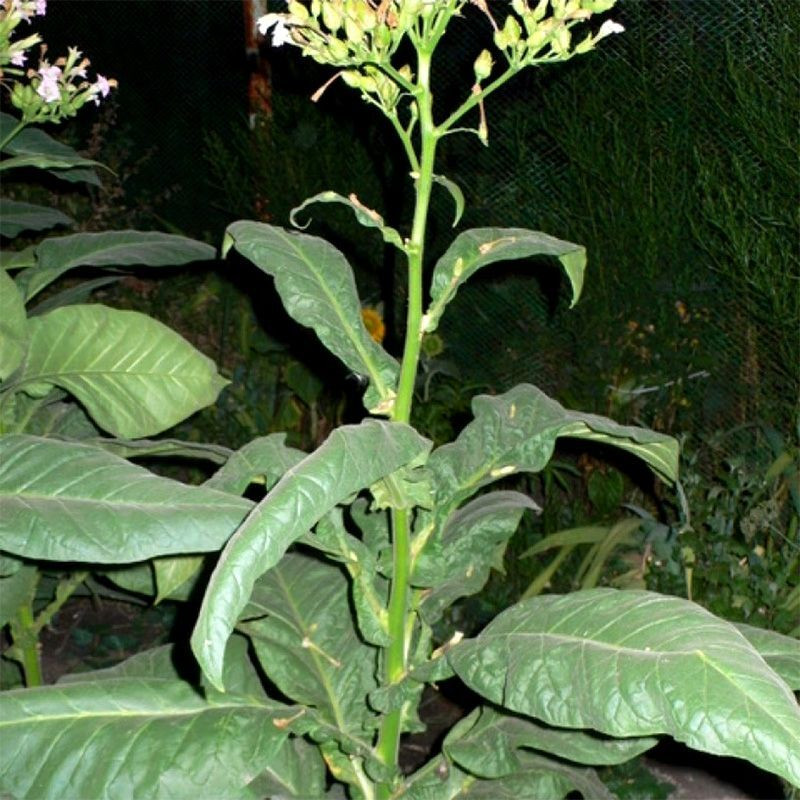 Tobacco seeds - Small Stalk Black Mammoth - 300