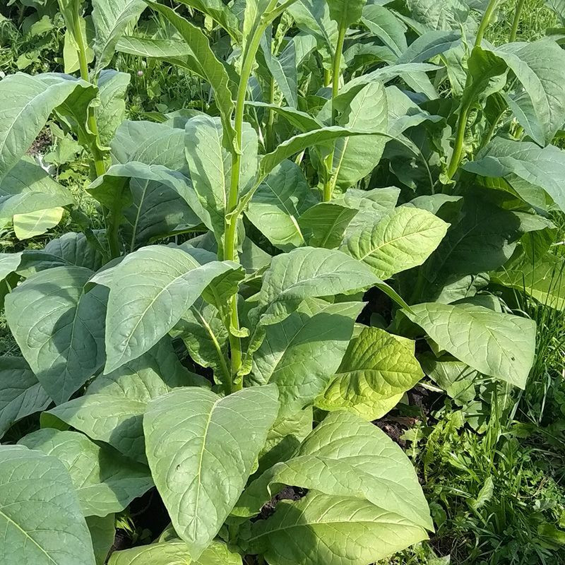Tobacco seeds - Small Stalk Black Mammoth - 300
