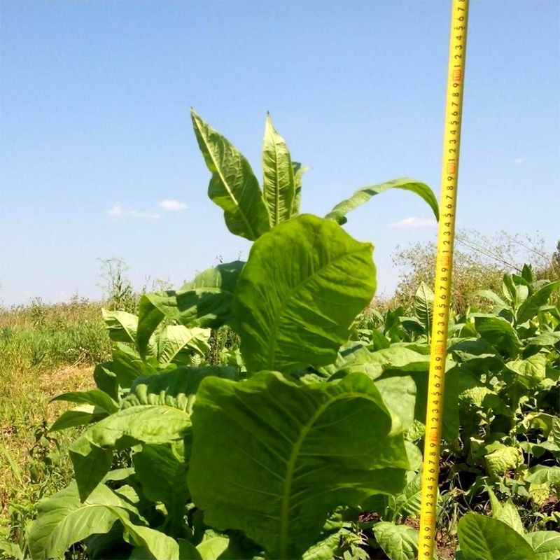 Tobacco seeds - Small Stalk Black Mammoth - 300