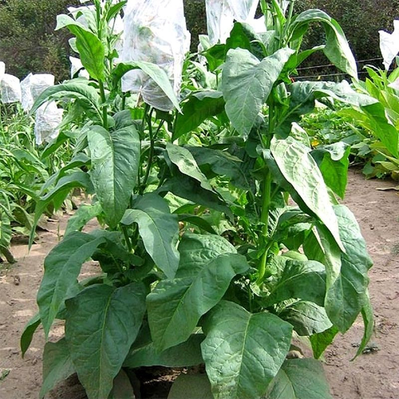 Tobacco seeds - Small Stalk Black Mammoth - 300