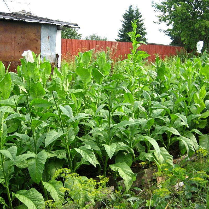 Tobacco seeds - Small Stalk Black Mammoth - 300