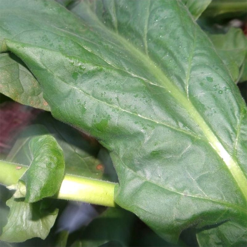 Tobacco seeds - Small Stalk Black Mammoth - 300