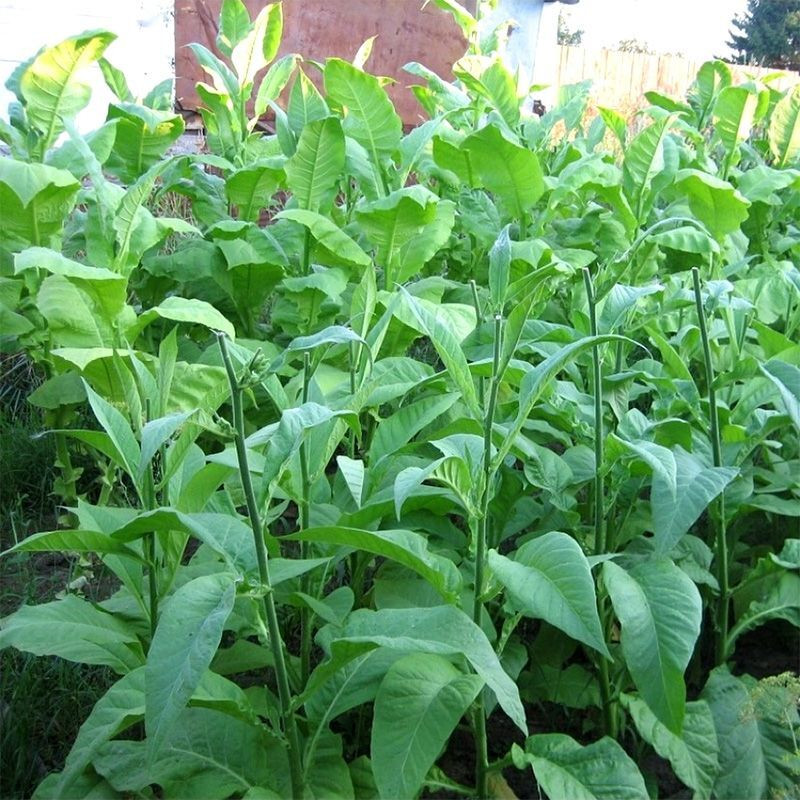 Tobacco seeds - Small Stalk Black Mammoth - 300