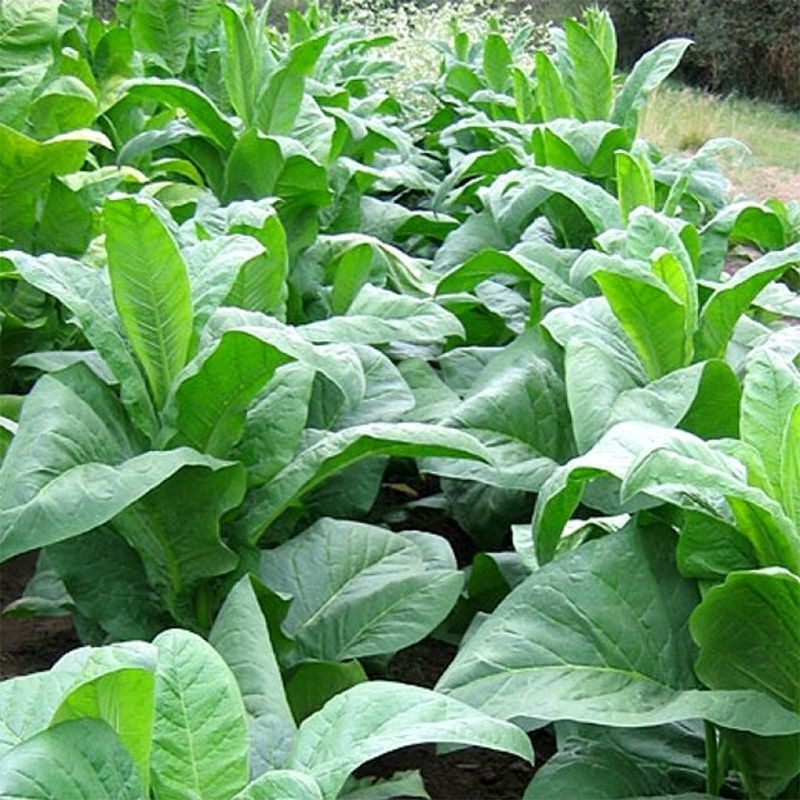 Tobacco seeds - Small Stalk Black Mammoth - 100