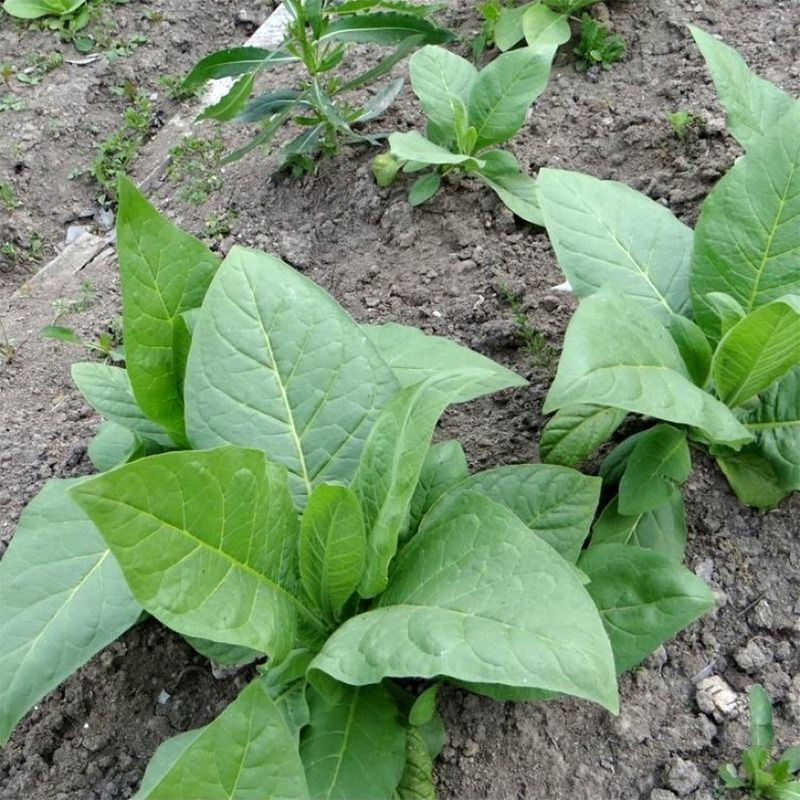 Tobacco seeds - Small Stalk Black Mammoth - 300