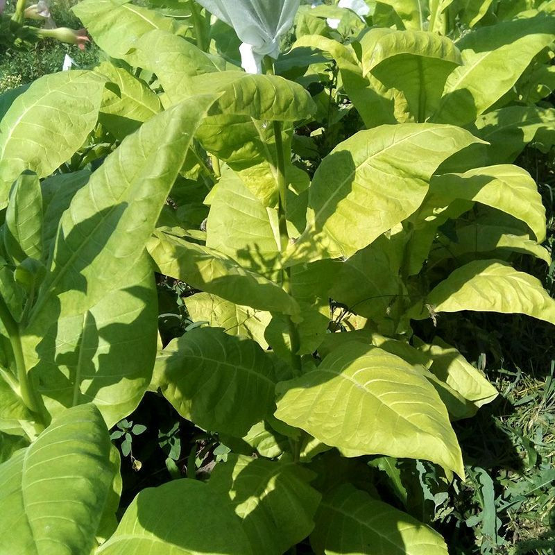 Tobacco seeds - American 3 - 300