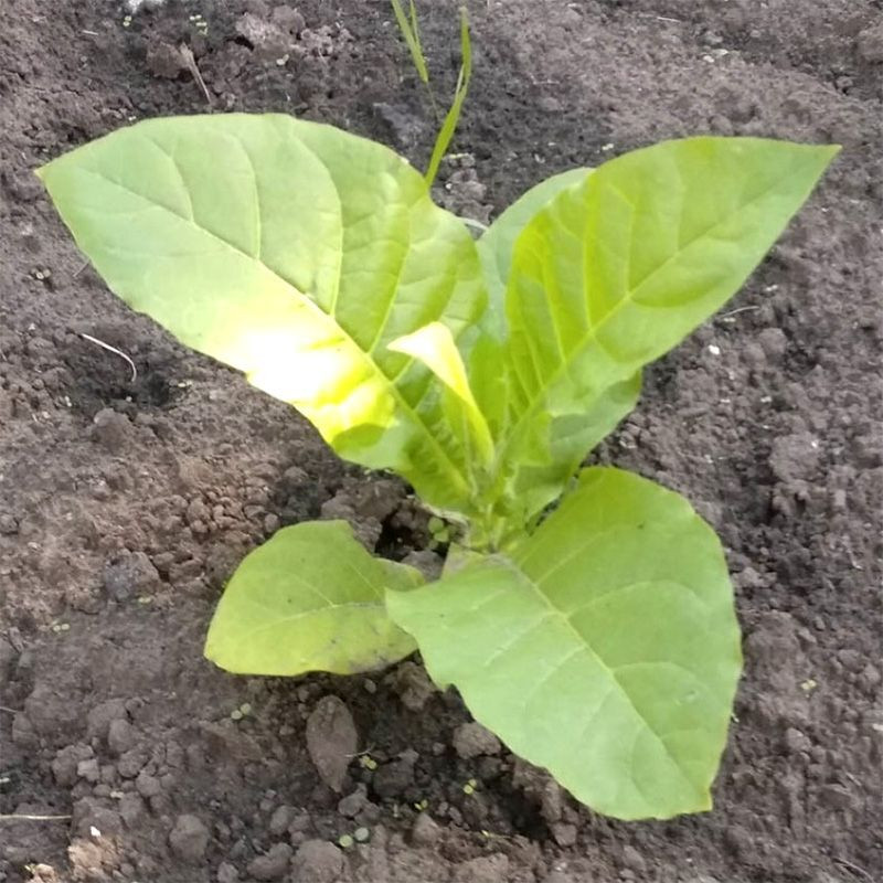 Tobacco seeds - American 3 - 300