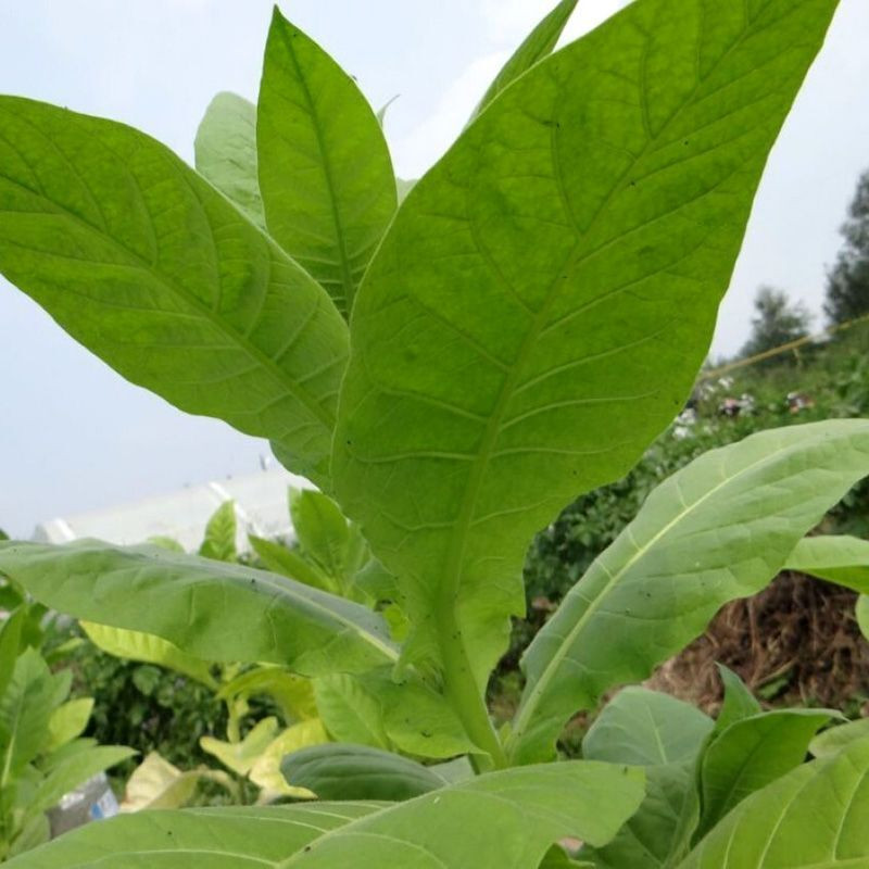 Tobacco seeds - American 3 - 100