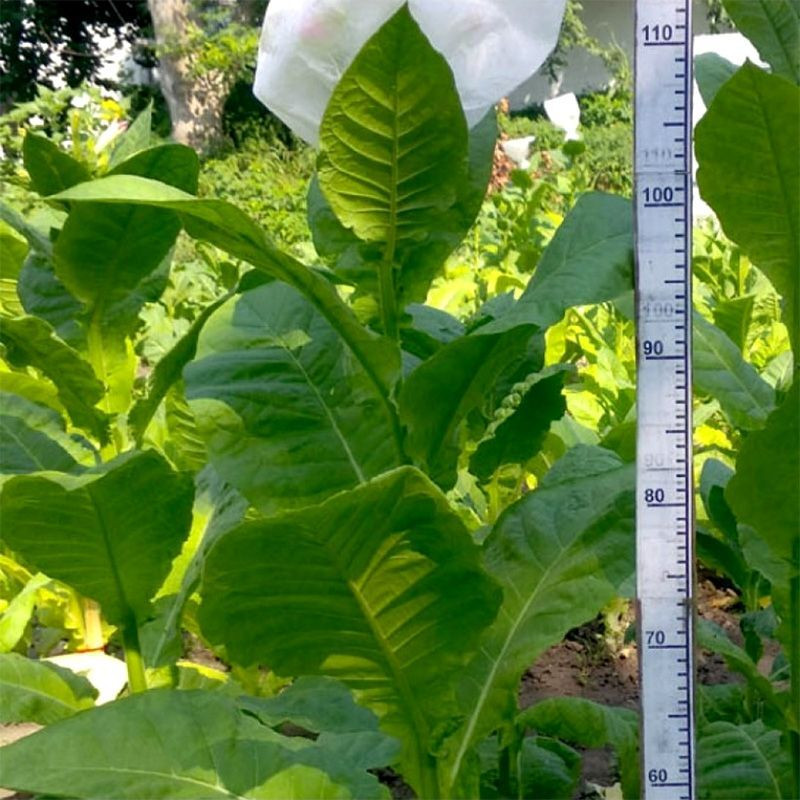 Tobacco seeds - American 3 - 300