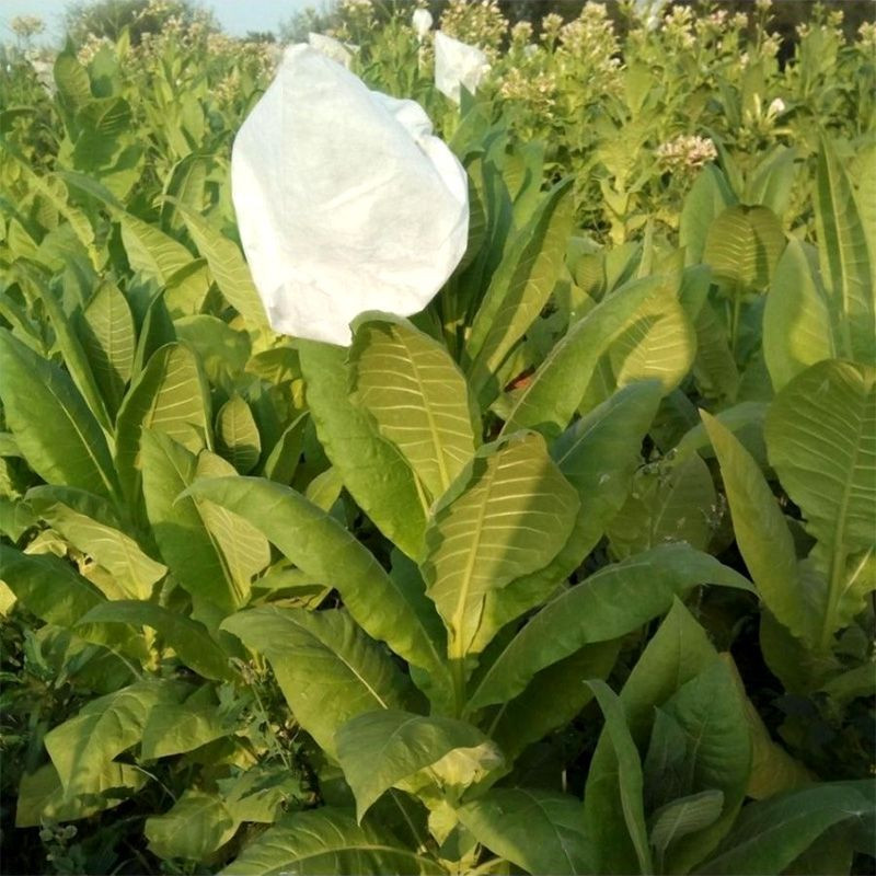 Tobacco seeds - American 3 - 300
