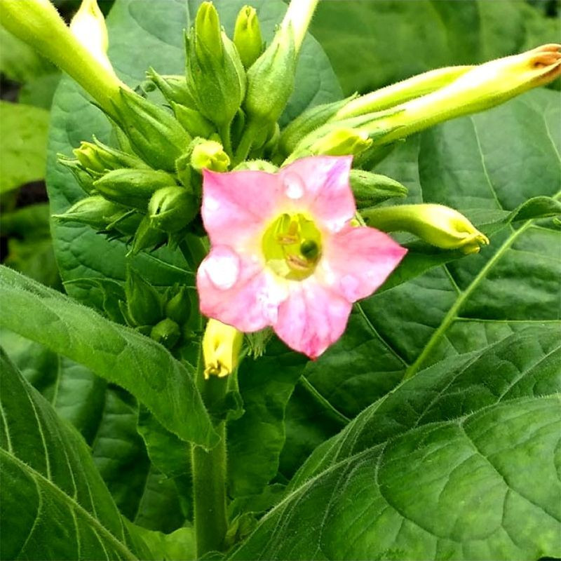 Tobacco seeds - American 3 - 300